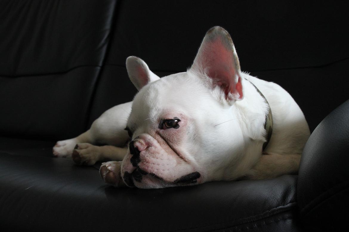 Fransk bulldog Møffe (Bjarne). billede 21