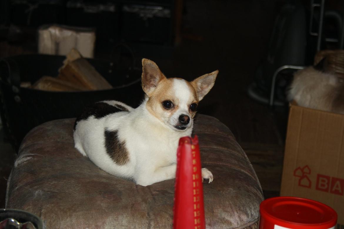 Chihuahua Pelé billede 32