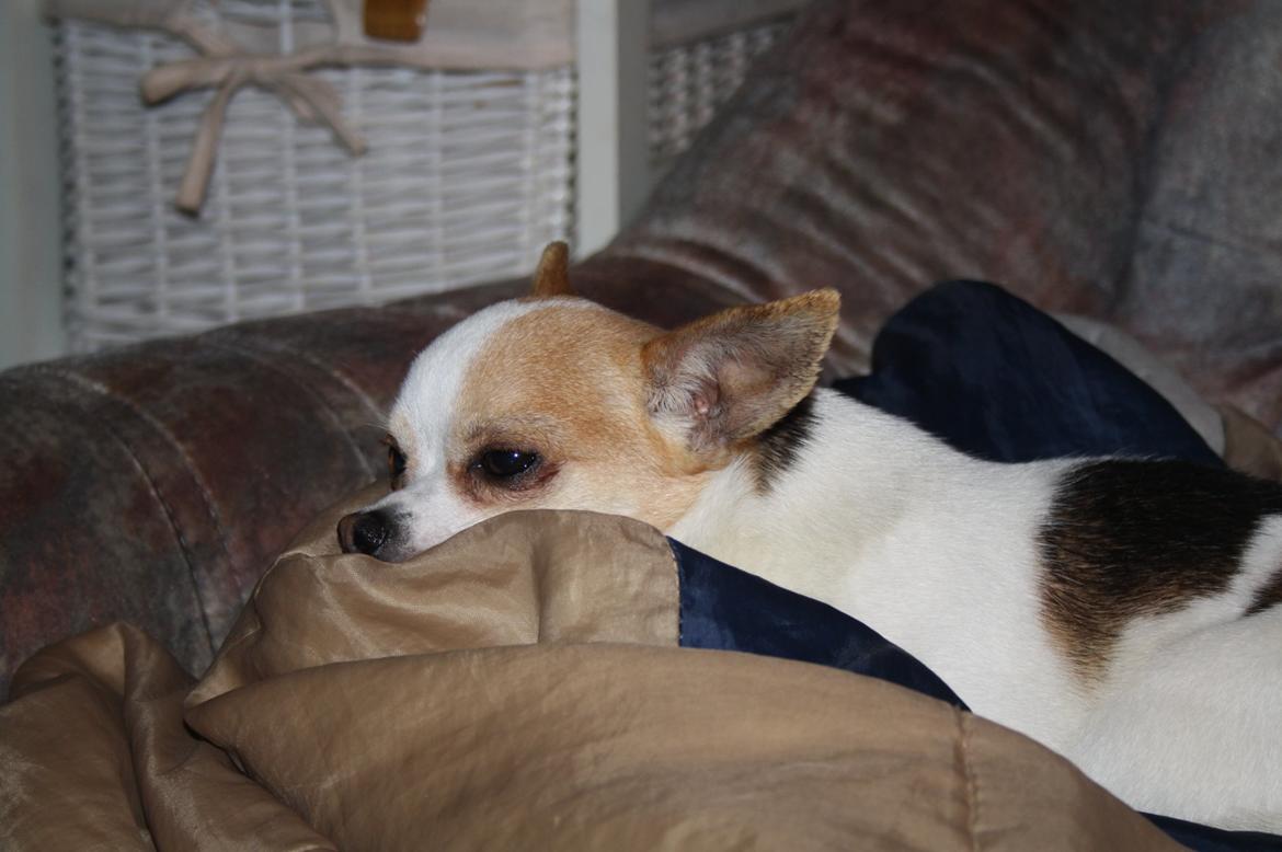 Chihuahua Pelé billede 34