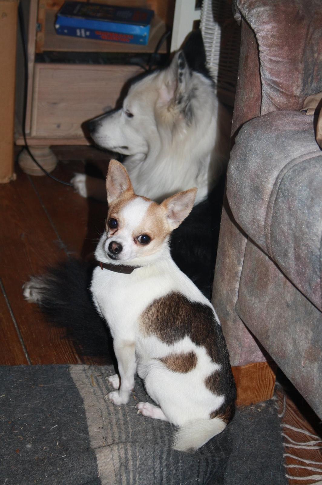 Chihuahua Pelé billede 11