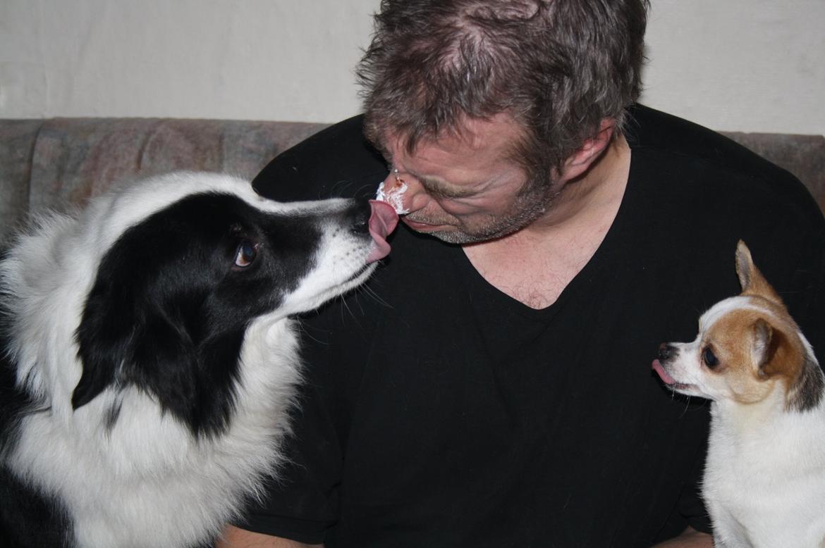 Chihuahua Pelé billede 35