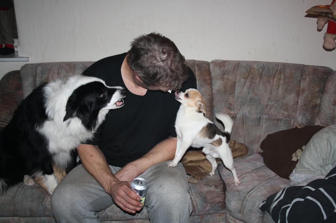 Chihuahua Pelé billede 37