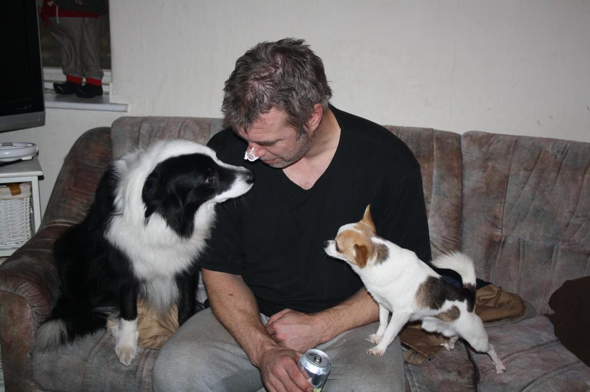 Chihuahua Pelé billede 36