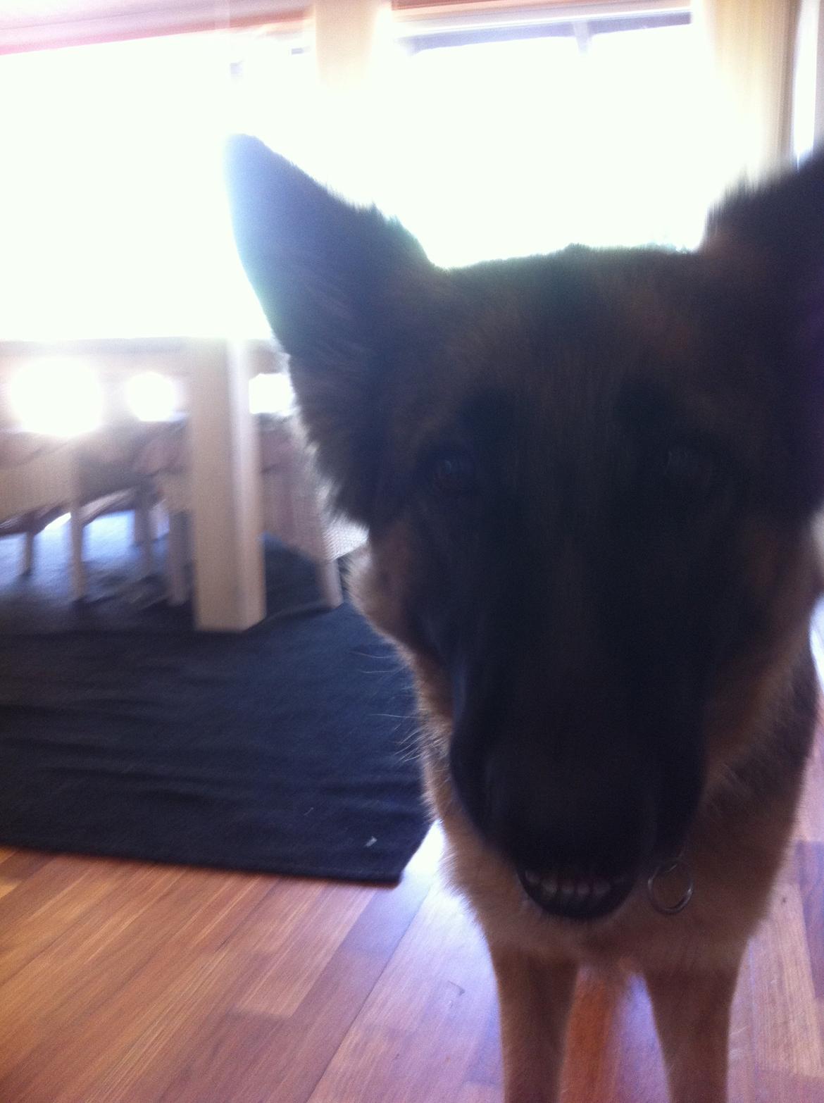 Schæferhund Zindy billede 17