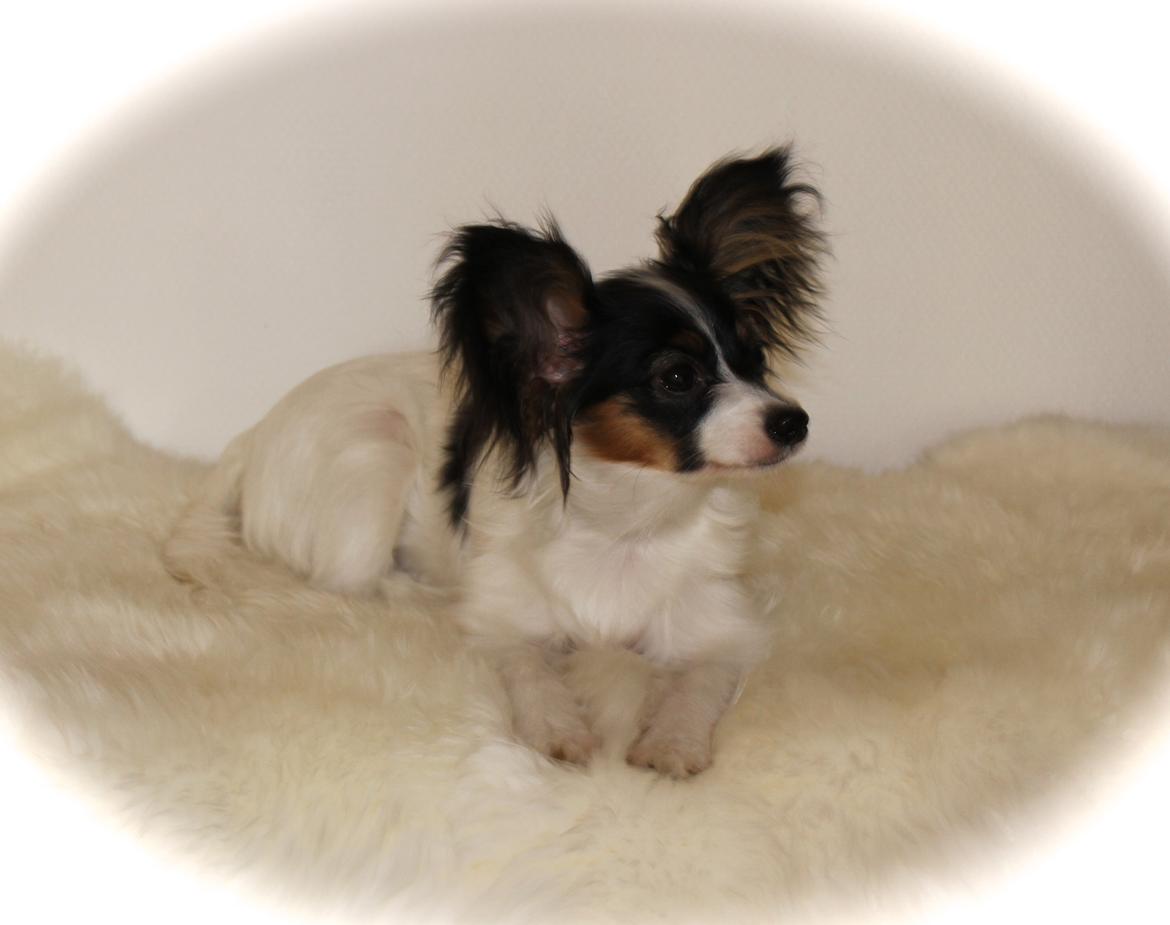 Papillon Flowerbirds Zia Be My Beauty - Zia 6 mdr. gammel <3 billede 10