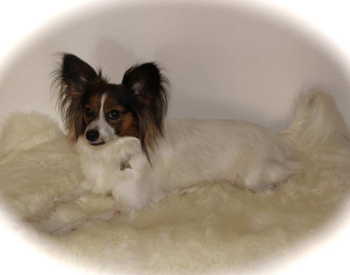 Papillon Alberte Demanture my dream. billede 3