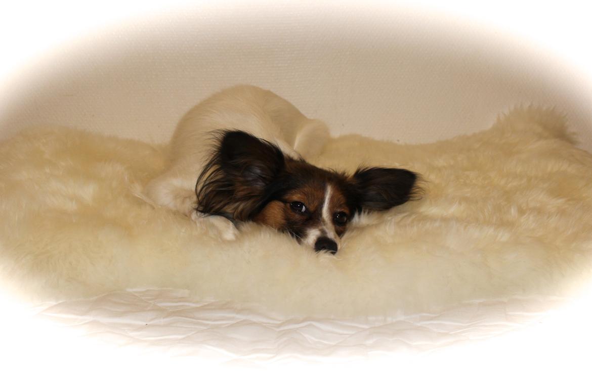 Papillon Alberte Demanture my dream. - Zoffy 14 mdr. gammel <3 billede 1