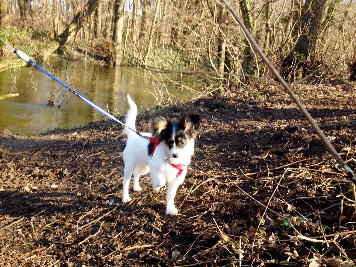 Papillon Flowerbirds Zia Be My Beauty billede 12