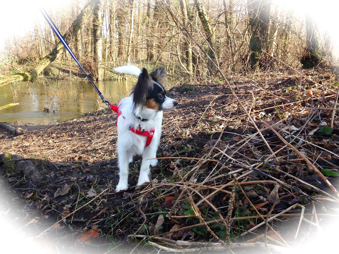 Papillon Flowerbirds Zia Be My Beauty - Zia 6 mdr. gammel. Sted: Odense skovsøen billede 11