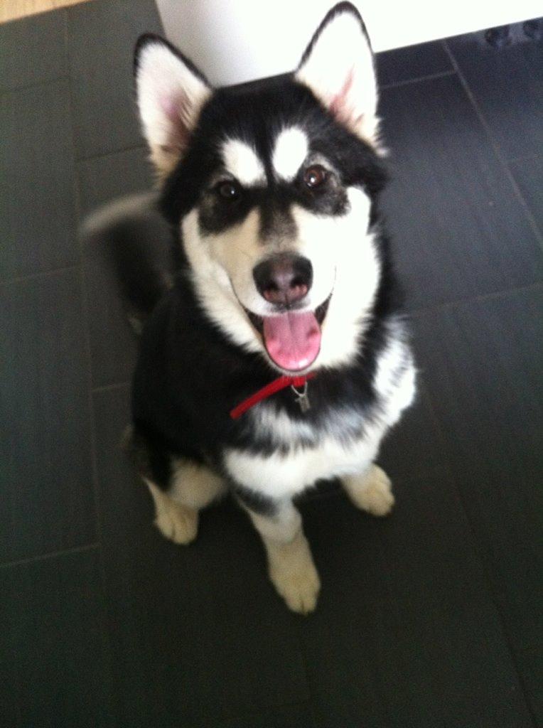 Alaskan malamute Zilke billede 1