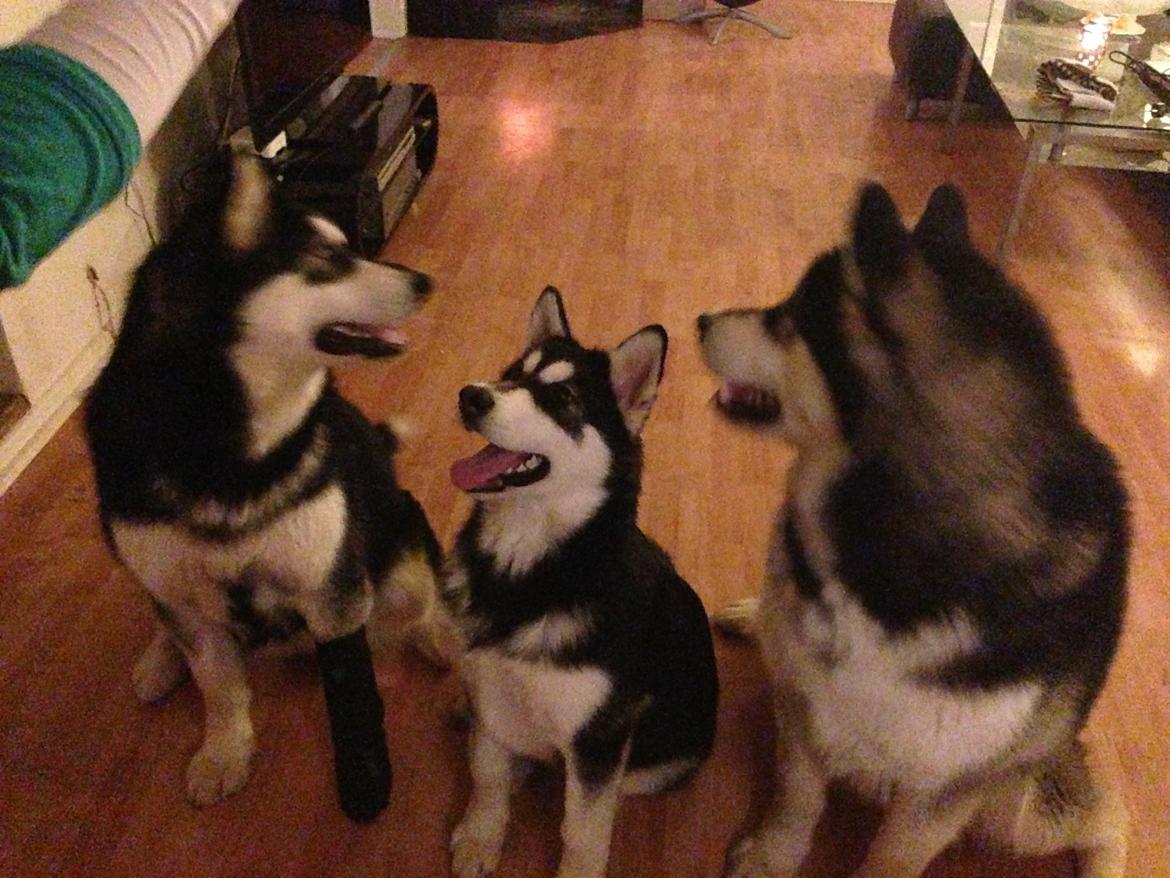 Alaskan malamute Zilke billede 2