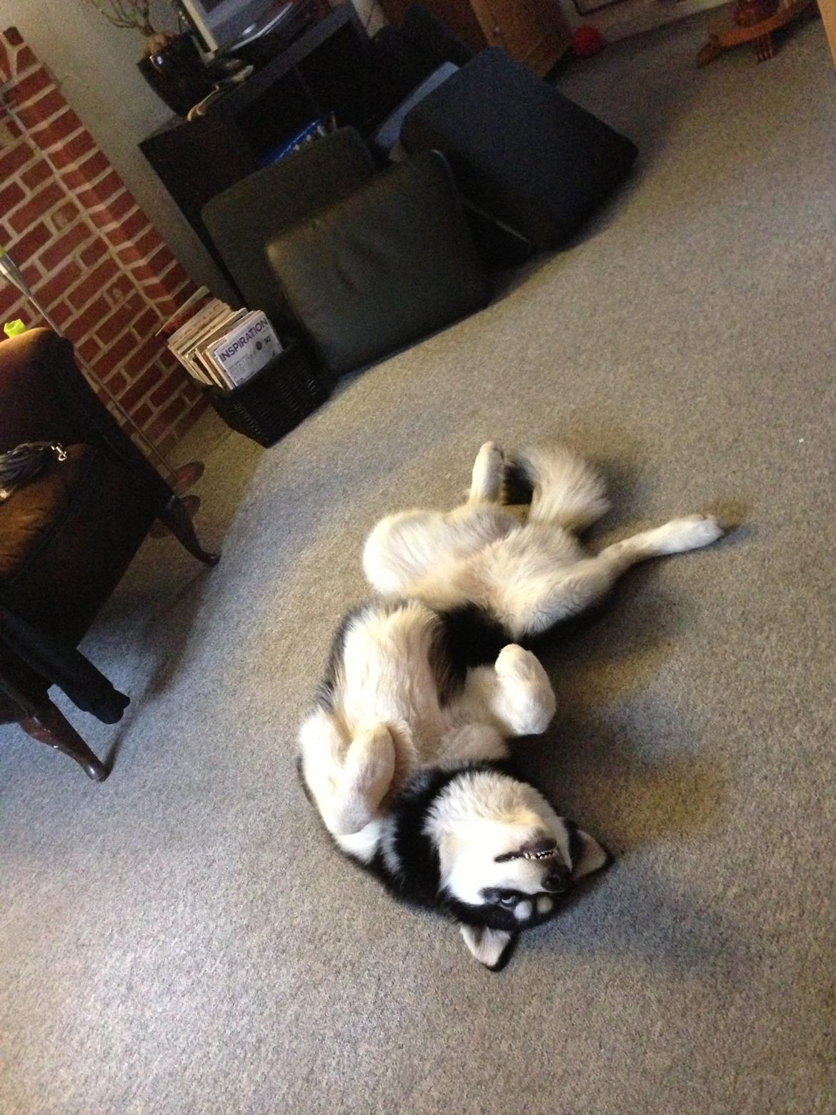 Alaskan malamute Zilke billede 4