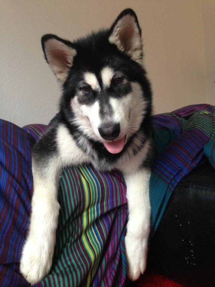 Alaskan malamute Zilke billede 5