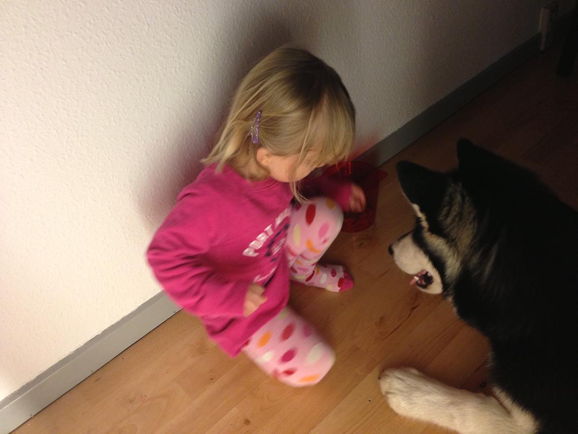 Alaskan malamute Zilke billede 6