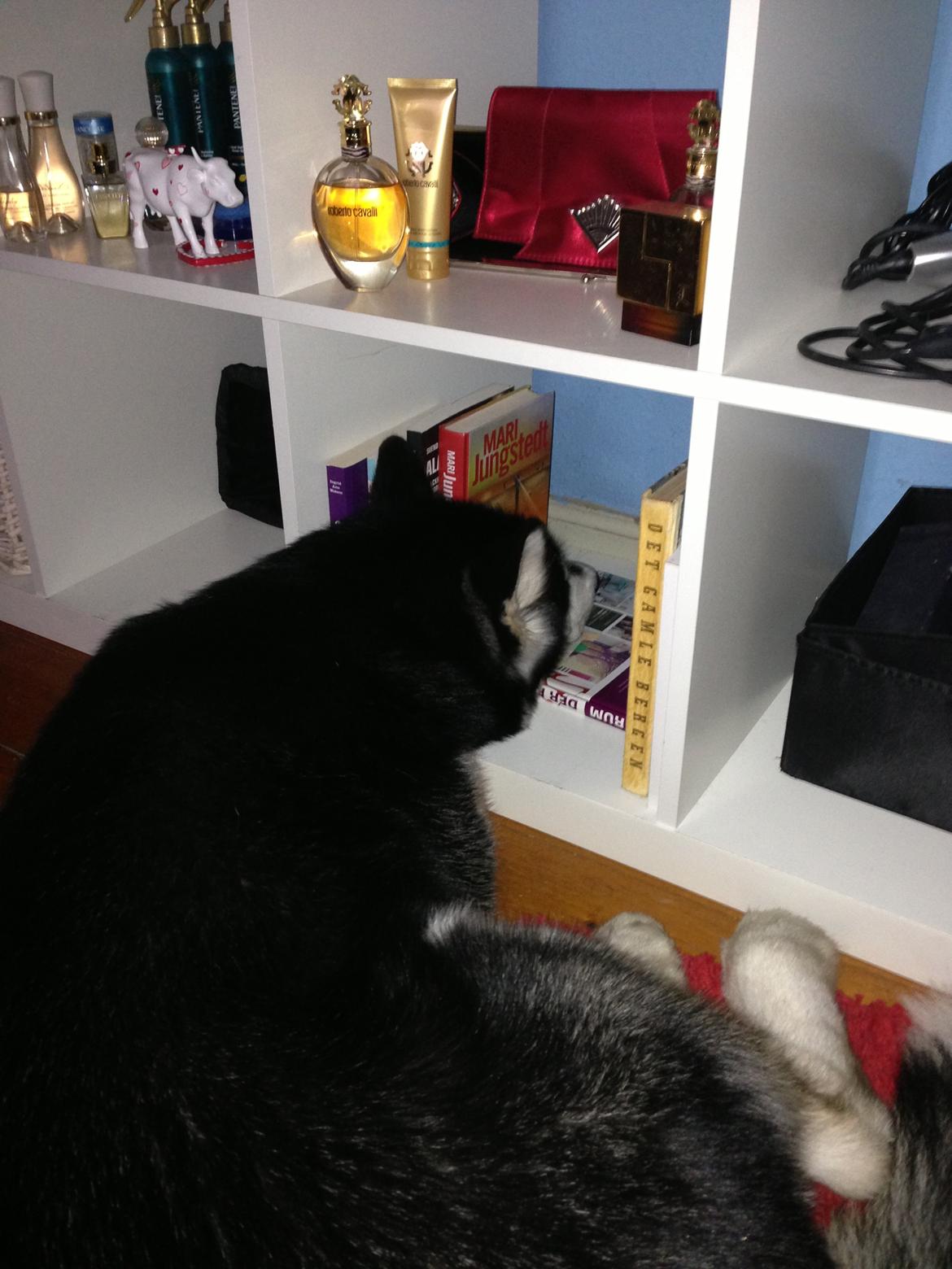 Alaskan malamute Zilke billede 3