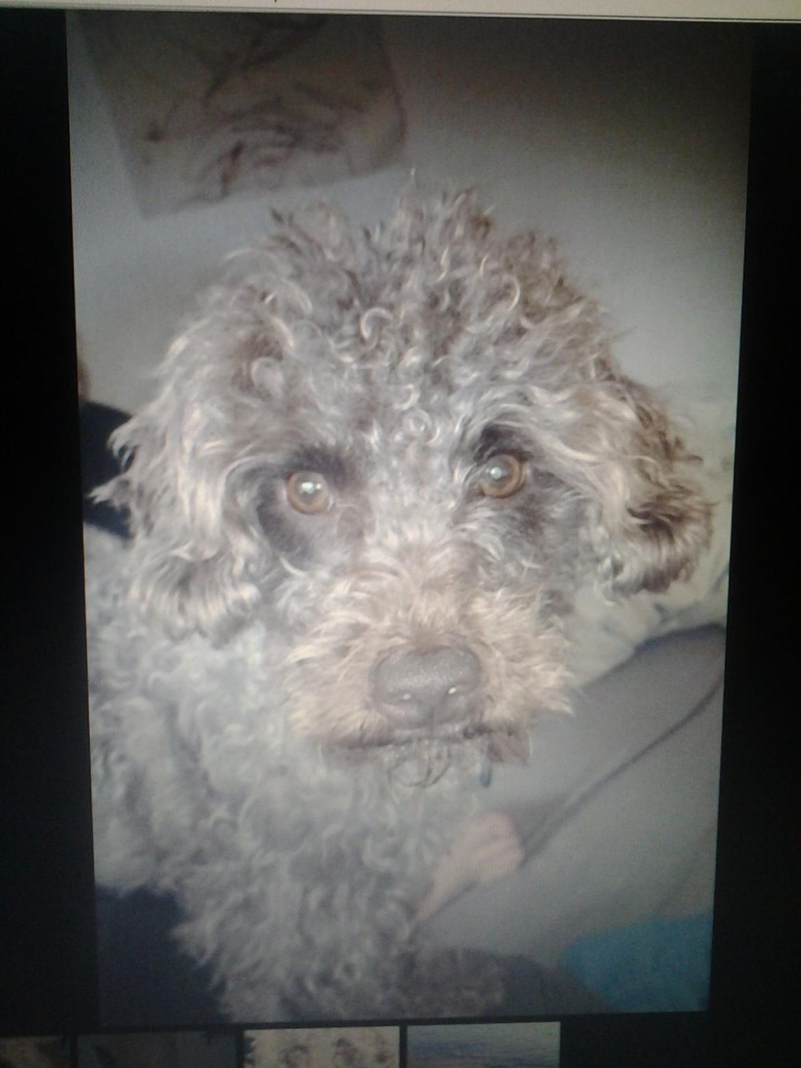 Blanding af racer Balou billede 2