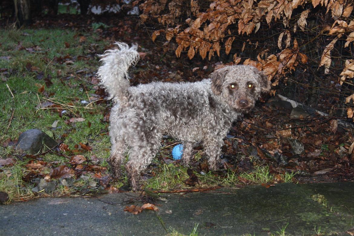 Blanding af racer Balou billede 3