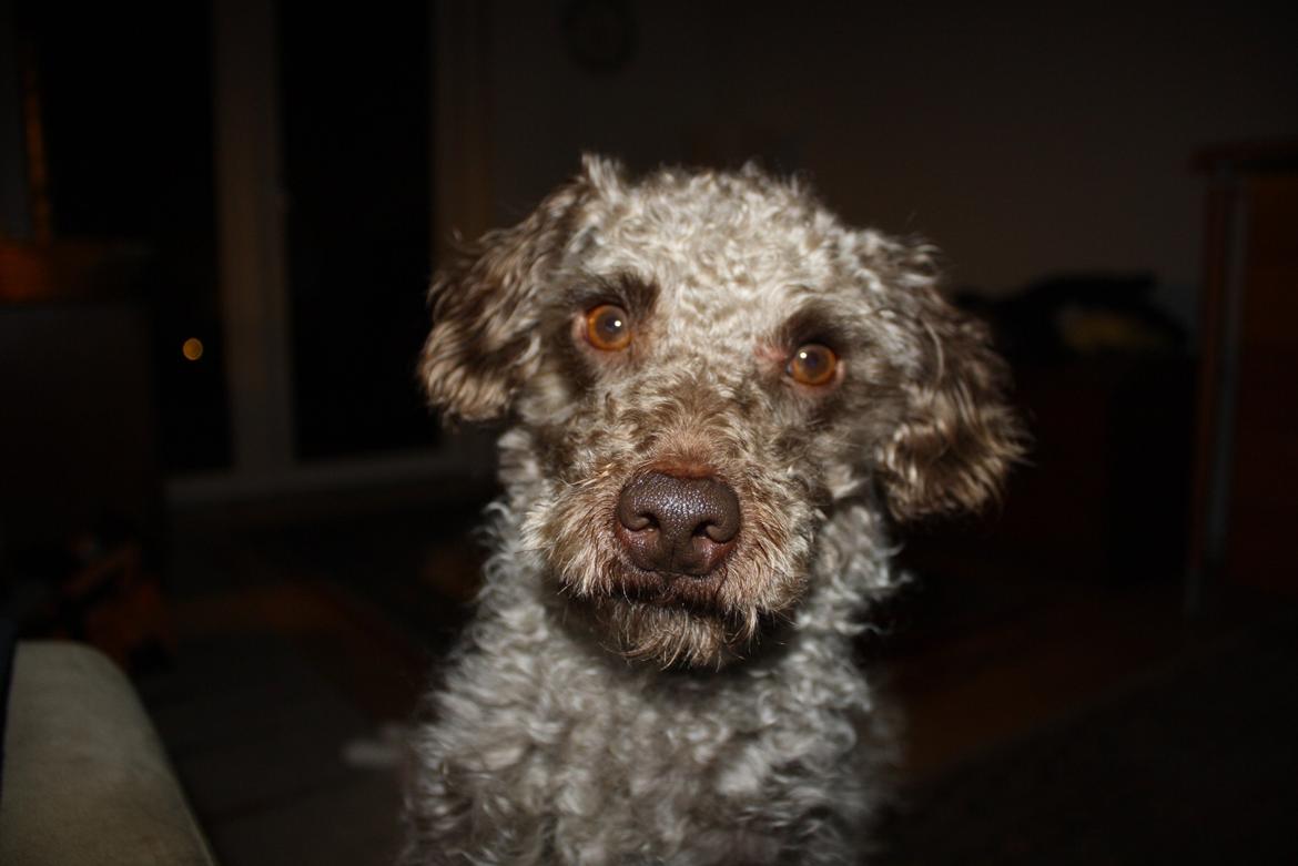 Blanding af racer Balou billede 4