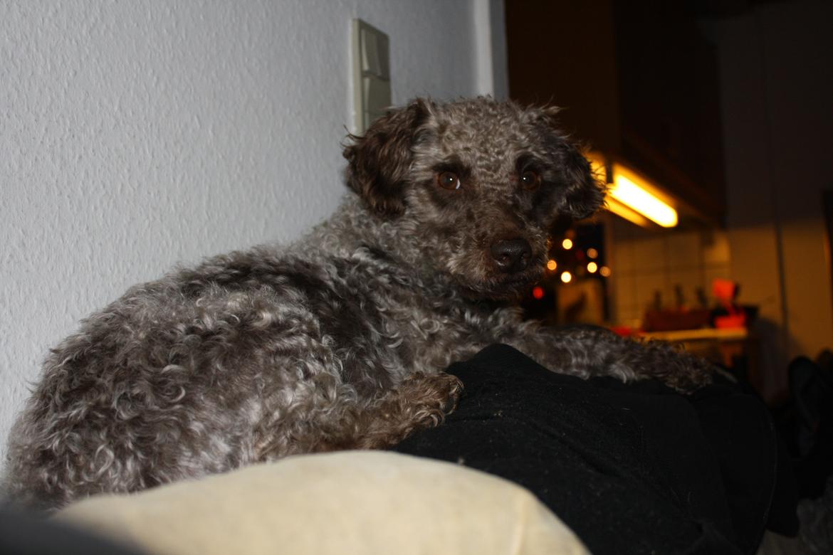 Blanding af racer Balou billede 6