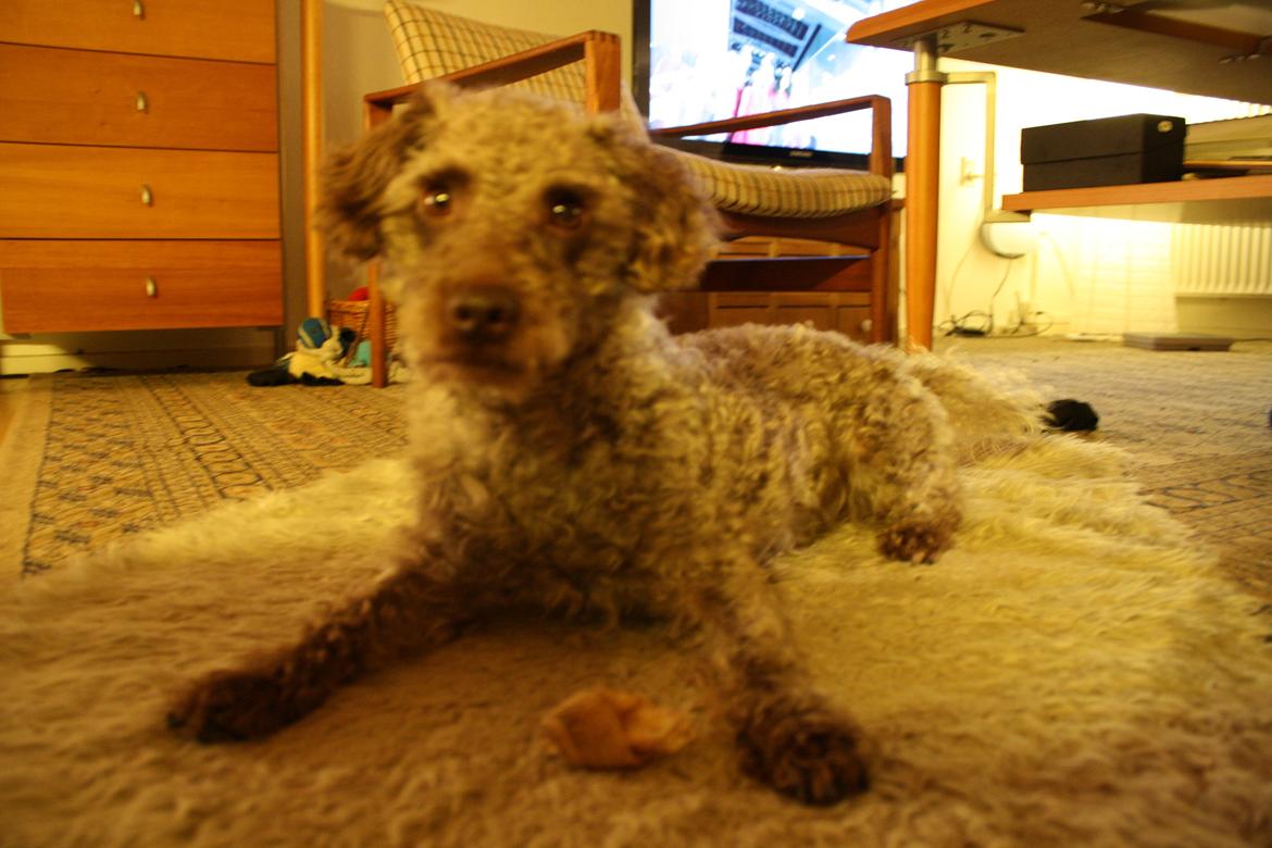 Blanding af racer Balou billede 7