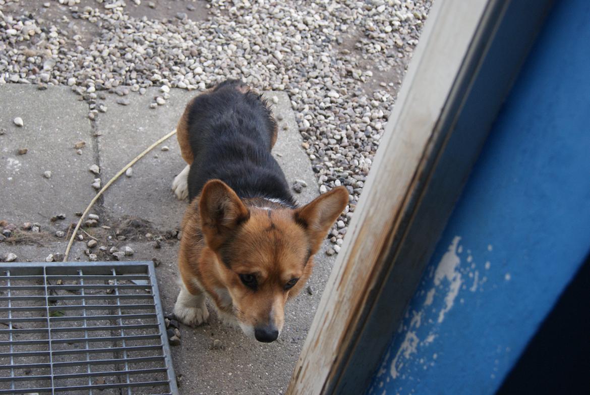 Welsh corgi pembroke Gaucho billede 2