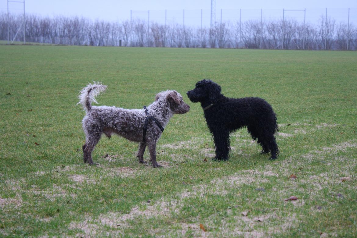 Blanding af racer Balou billede 8