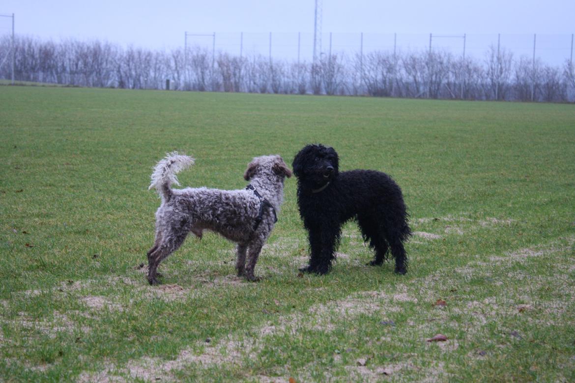 Blanding af racer Balou billede 9