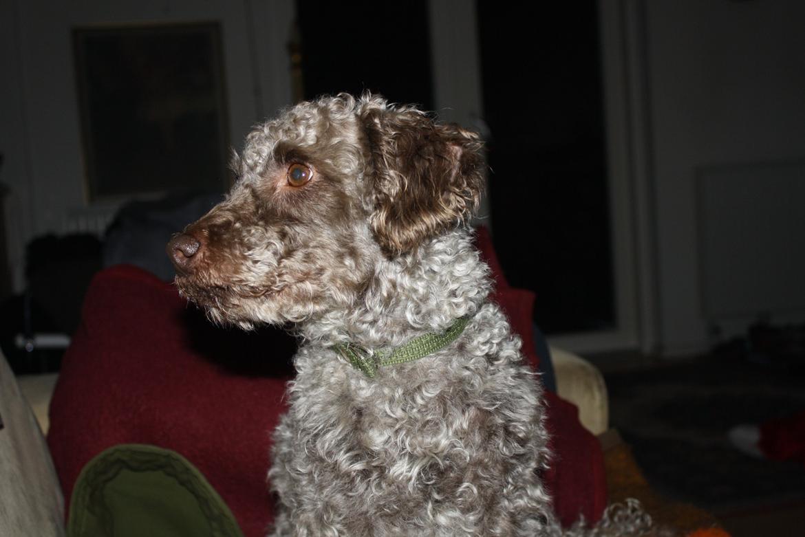 Blanding af racer Balou billede 1