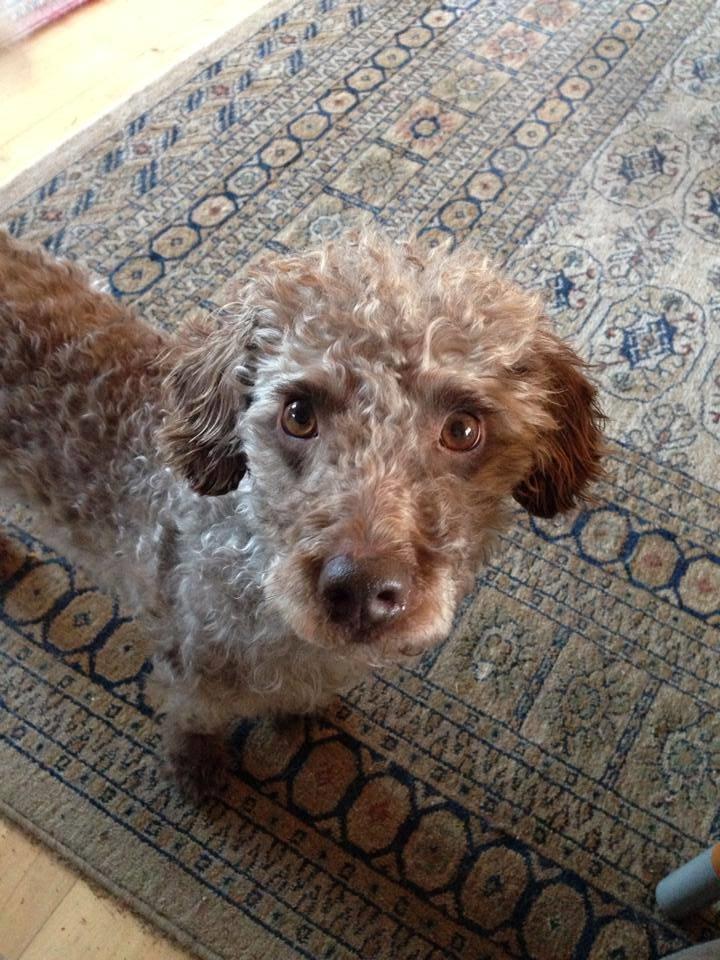 Blanding af racer Balou billede 10