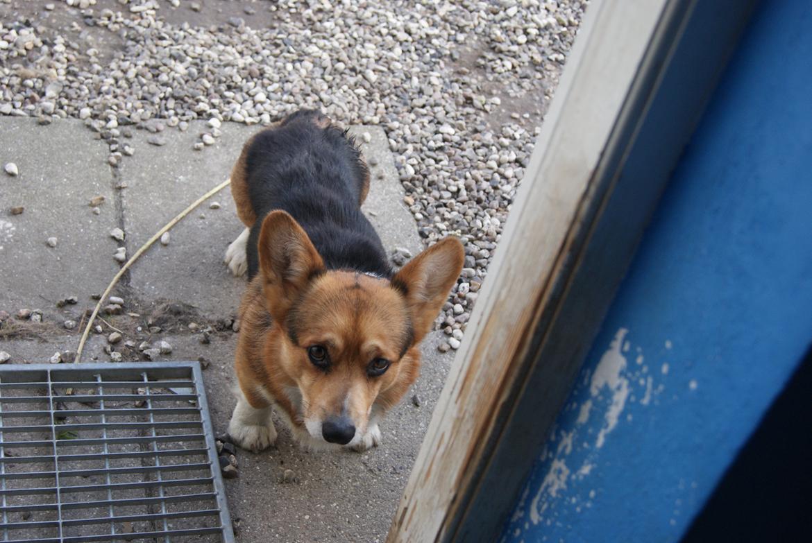 Welsh corgi pembroke Gaucho billede 3