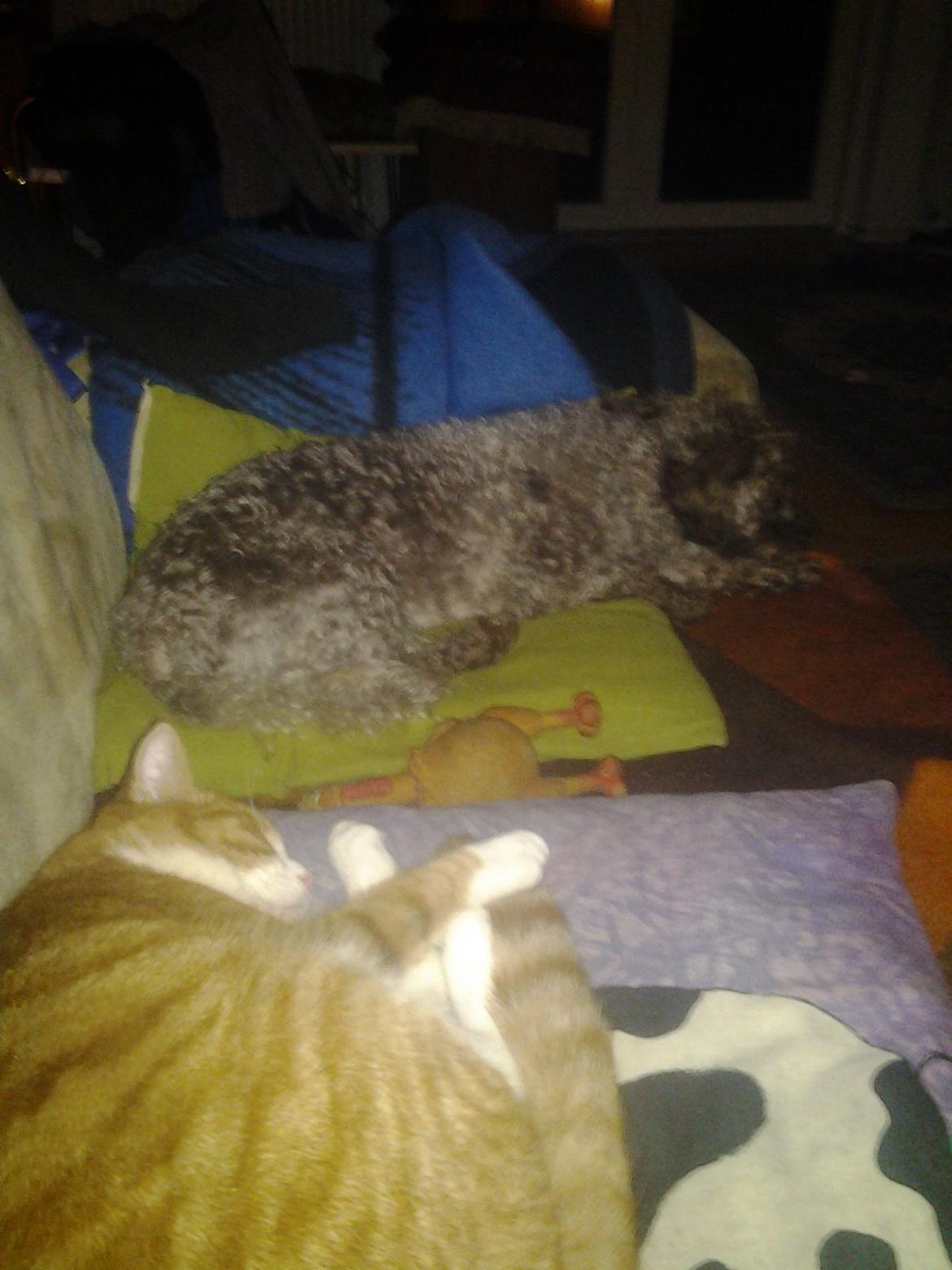 Blanding af racer Balou billede 11