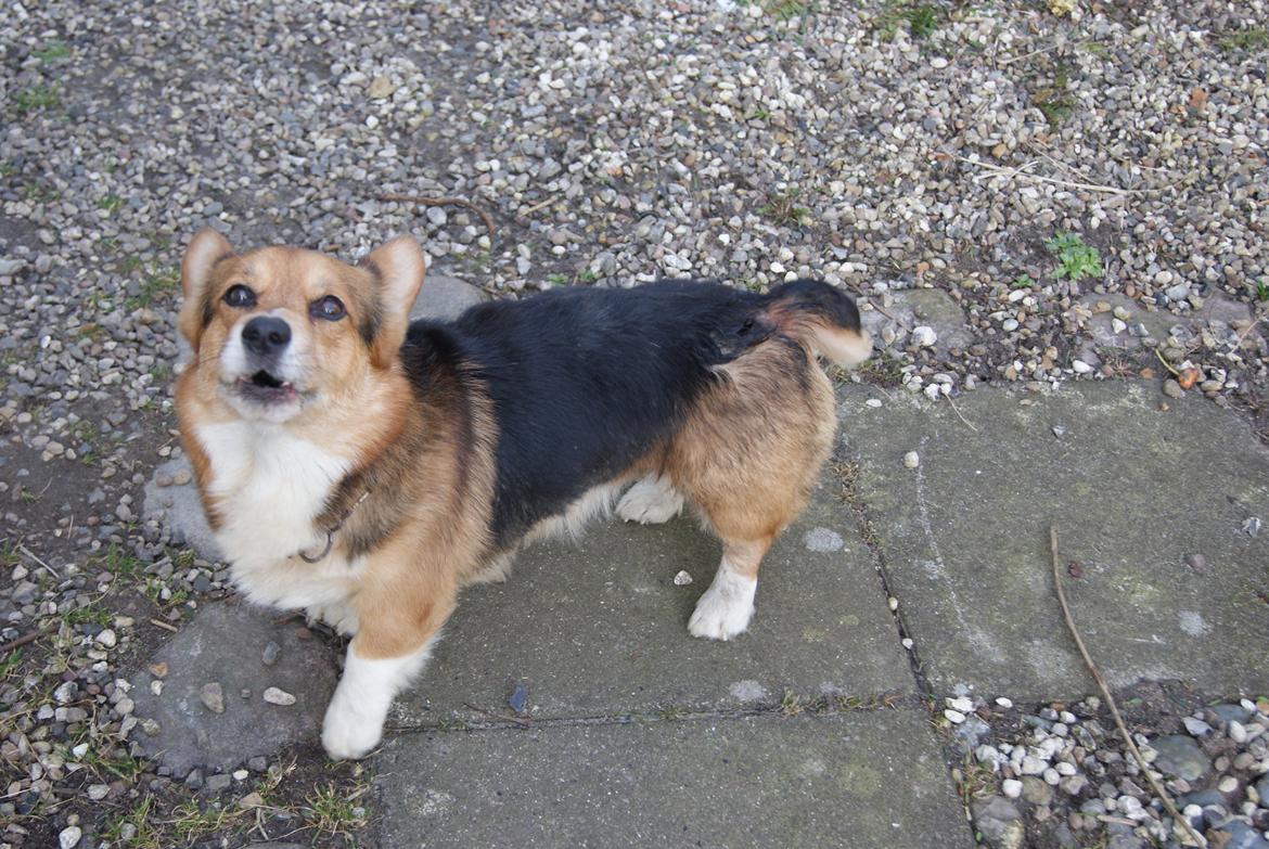 Welsh corgi pembroke Gaucho billede 4