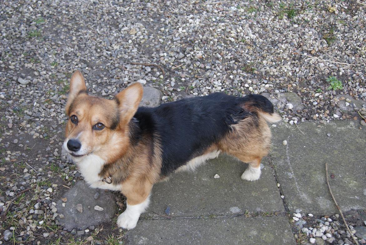 Welsh corgi pembroke Gaucho billede 5