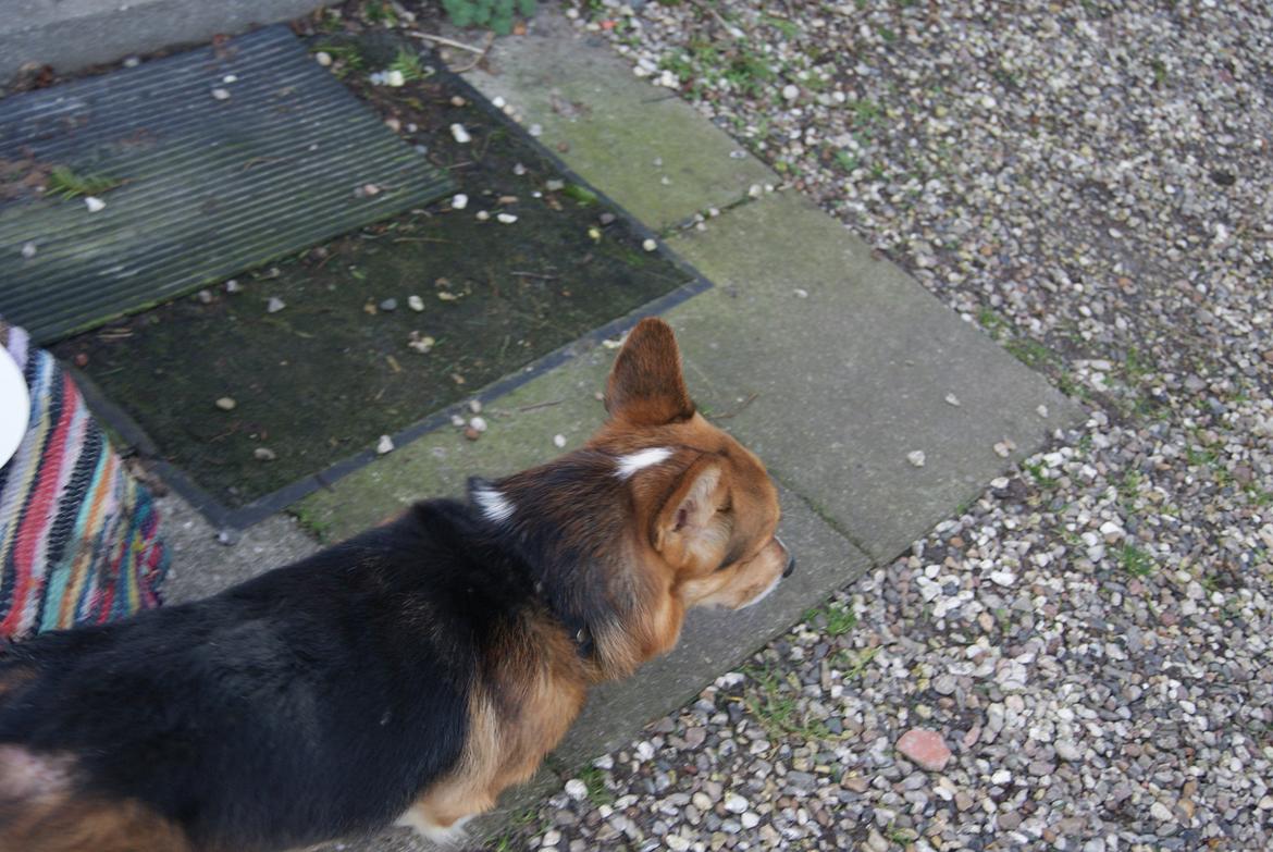 Welsh corgi pembroke Gaucho billede 7