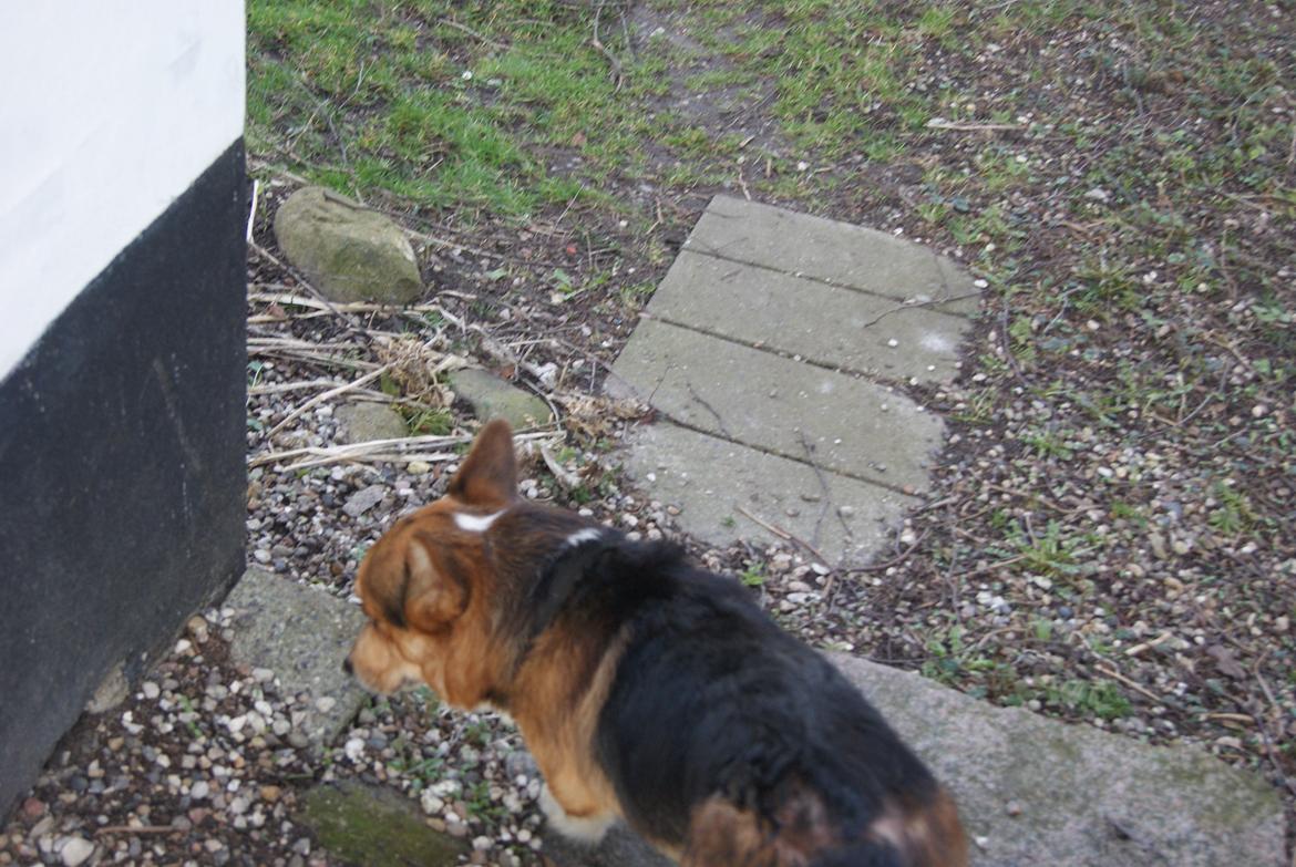 Welsh corgi pembroke Gaucho billede 8