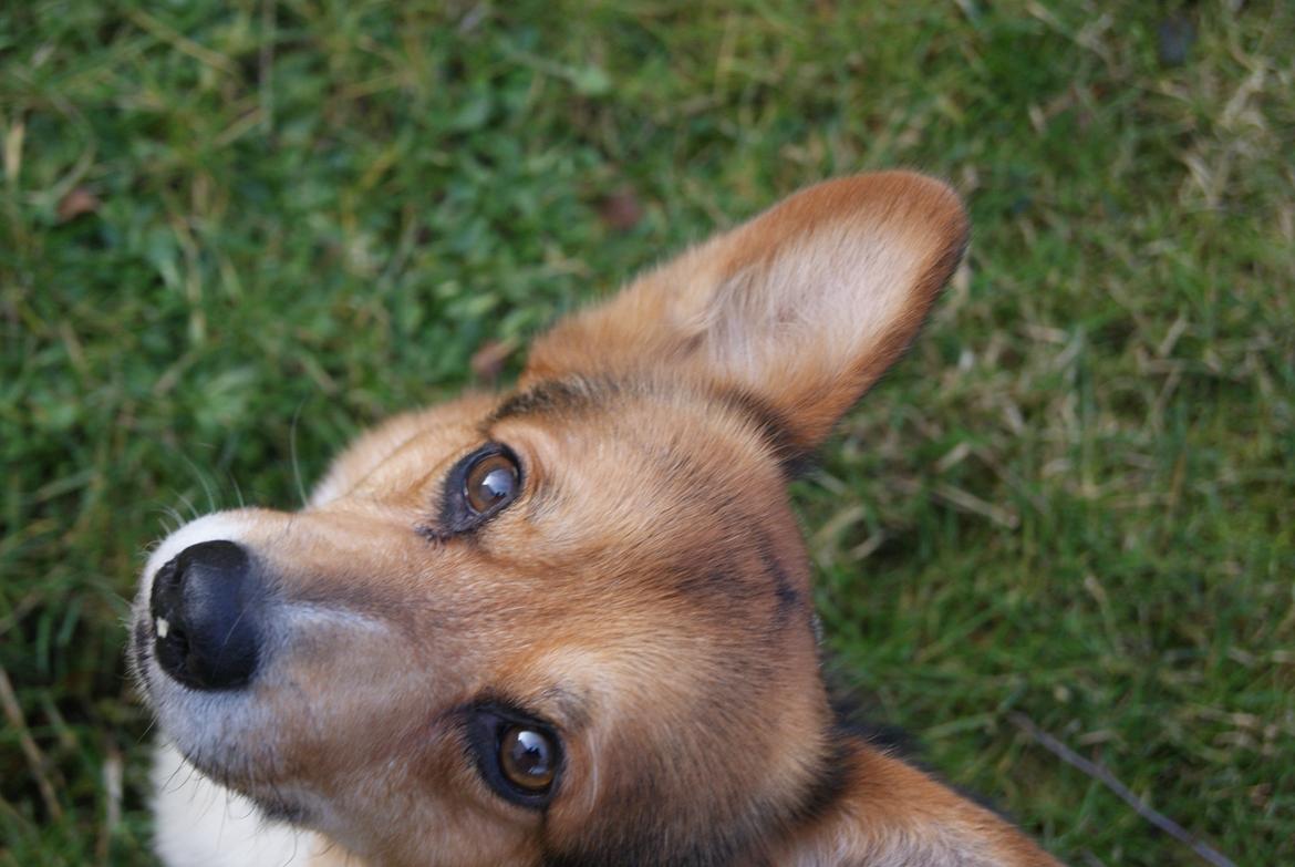 Welsh corgi pembroke Gaucho billede 1