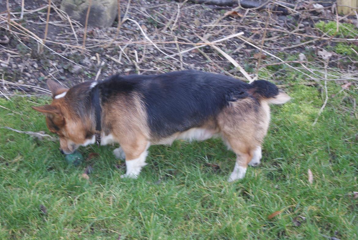 Welsh corgi pembroke Gaucho billede 9
