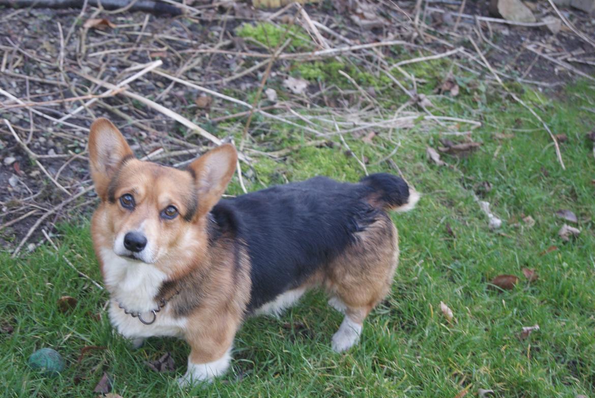 Welsh corgi pembroke Gaucho billede 10