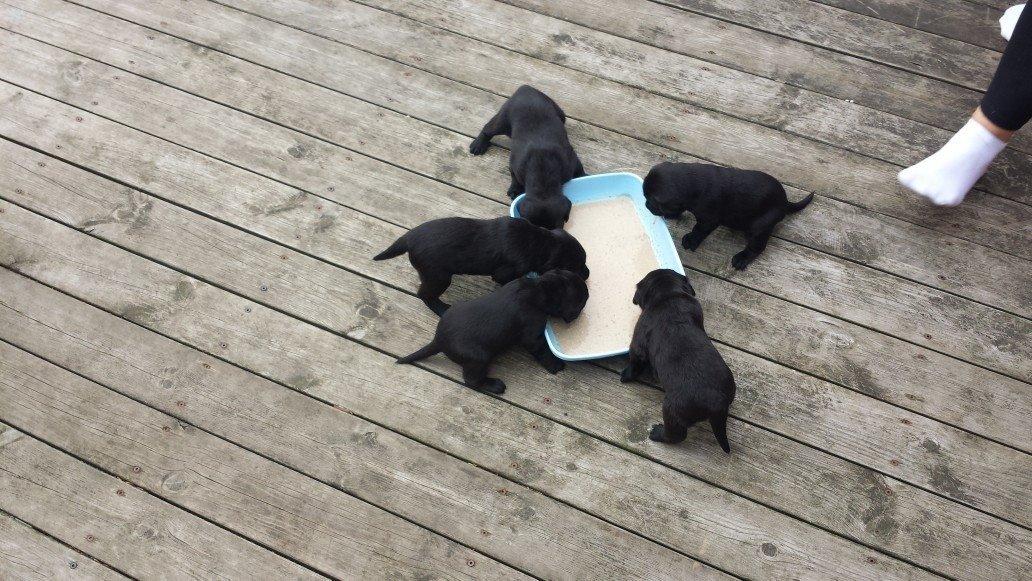 Labrador retriever Yoda billede 5