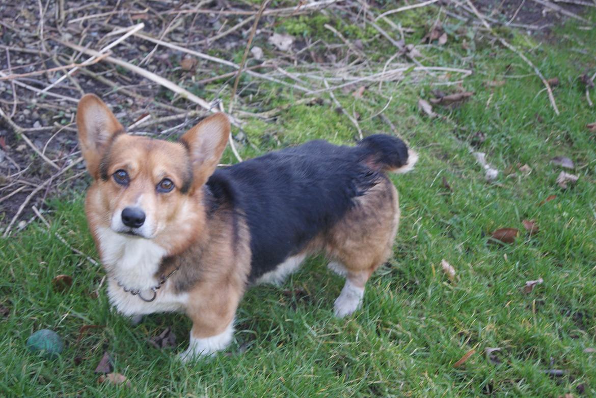 Welsh corgi pembroke Gaucho billede 11