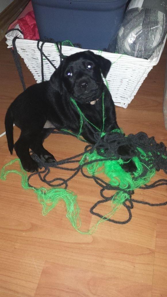 Labrador retriever Yoda billede 2