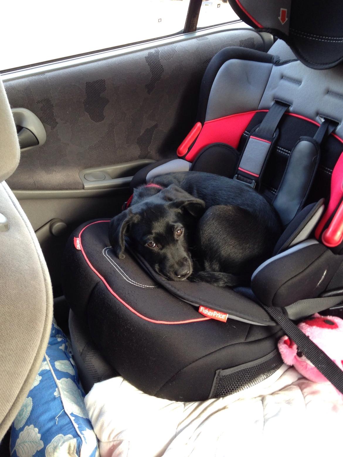 Labrador retriever Yoda billede 3