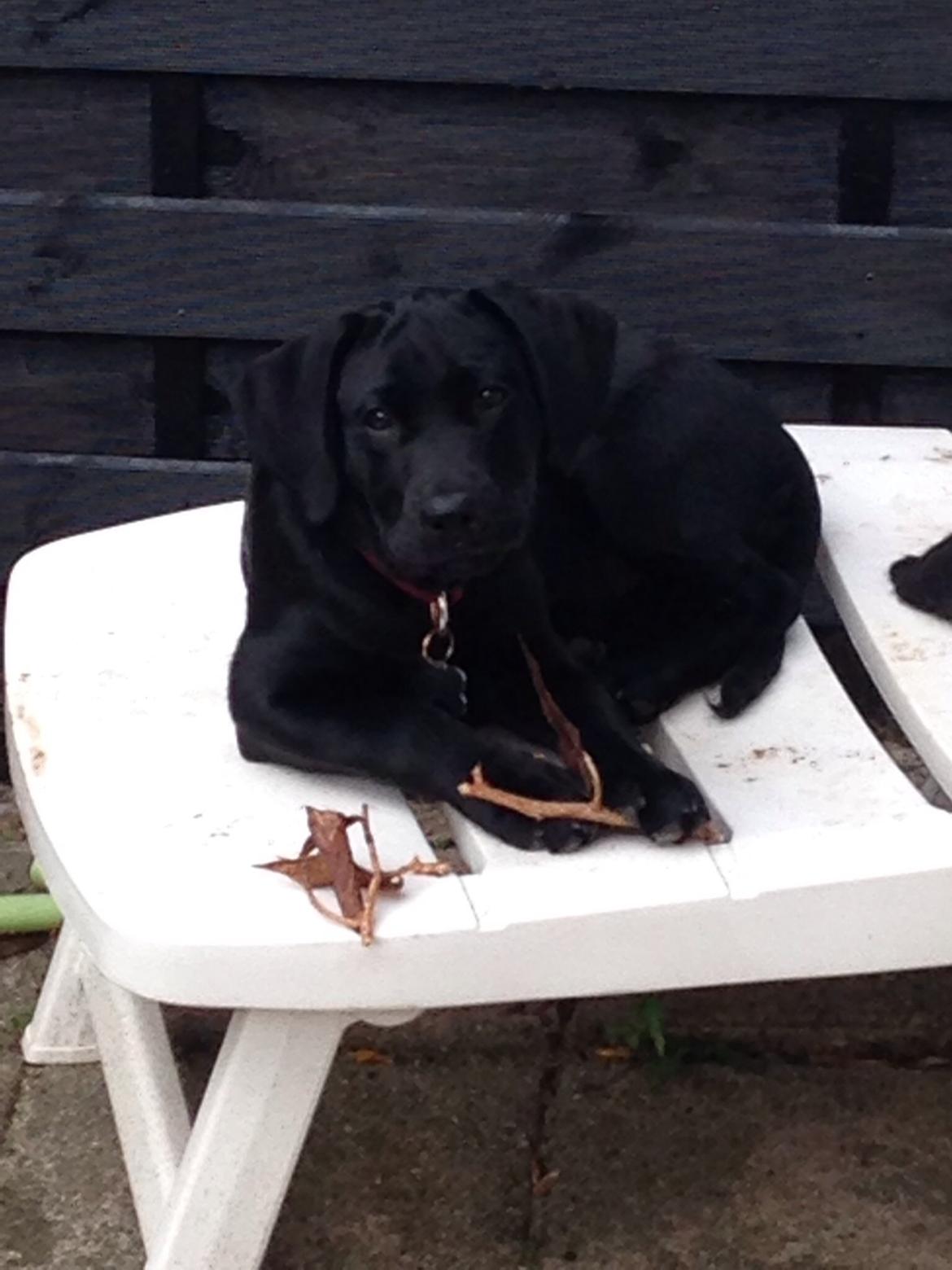 Labrador retriever Yoda billede 4