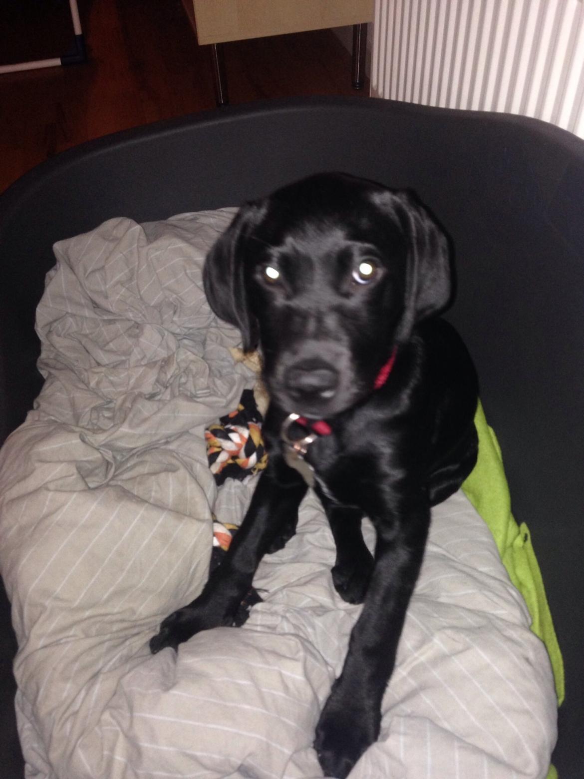 Labrador retriever Yoda billede 1