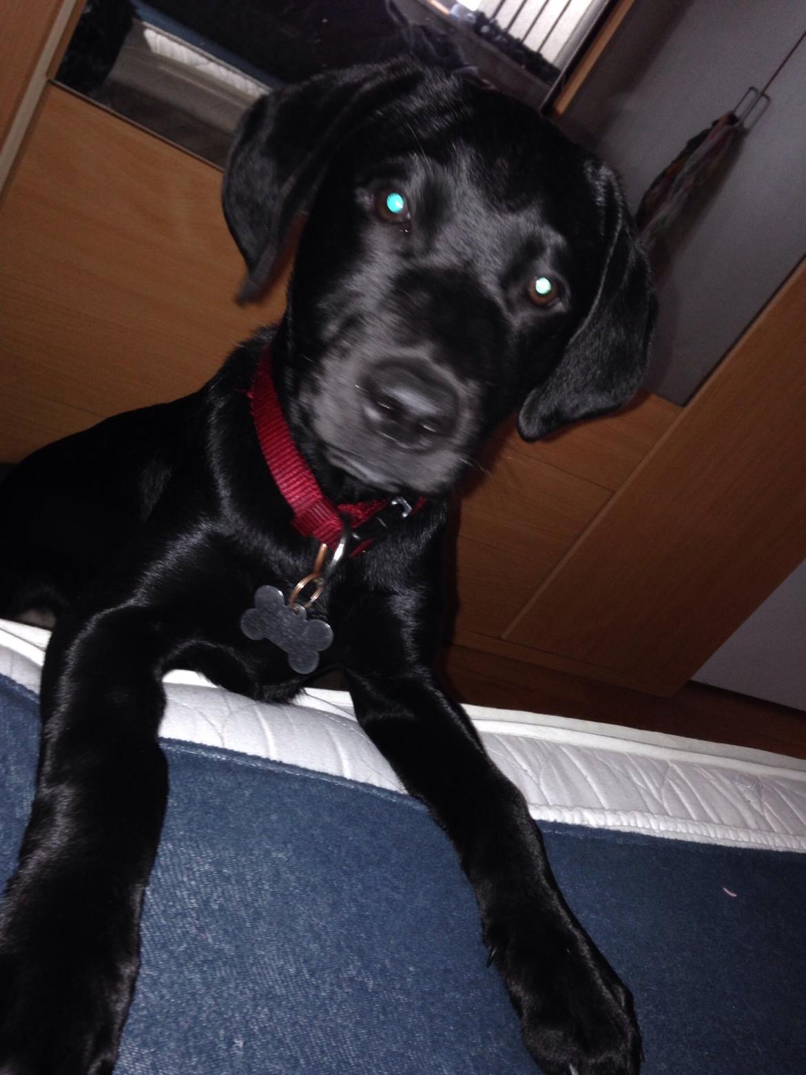 Labrador retriever Yoda billede 6