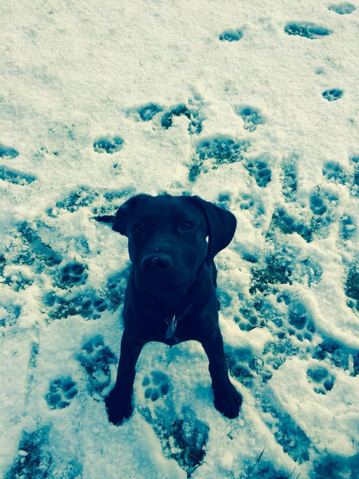 Labrador retriever Yoda billede 7