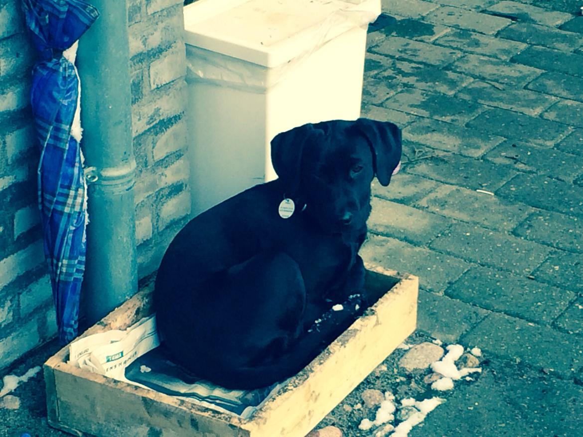 Labrador retriever Yoda billede 8