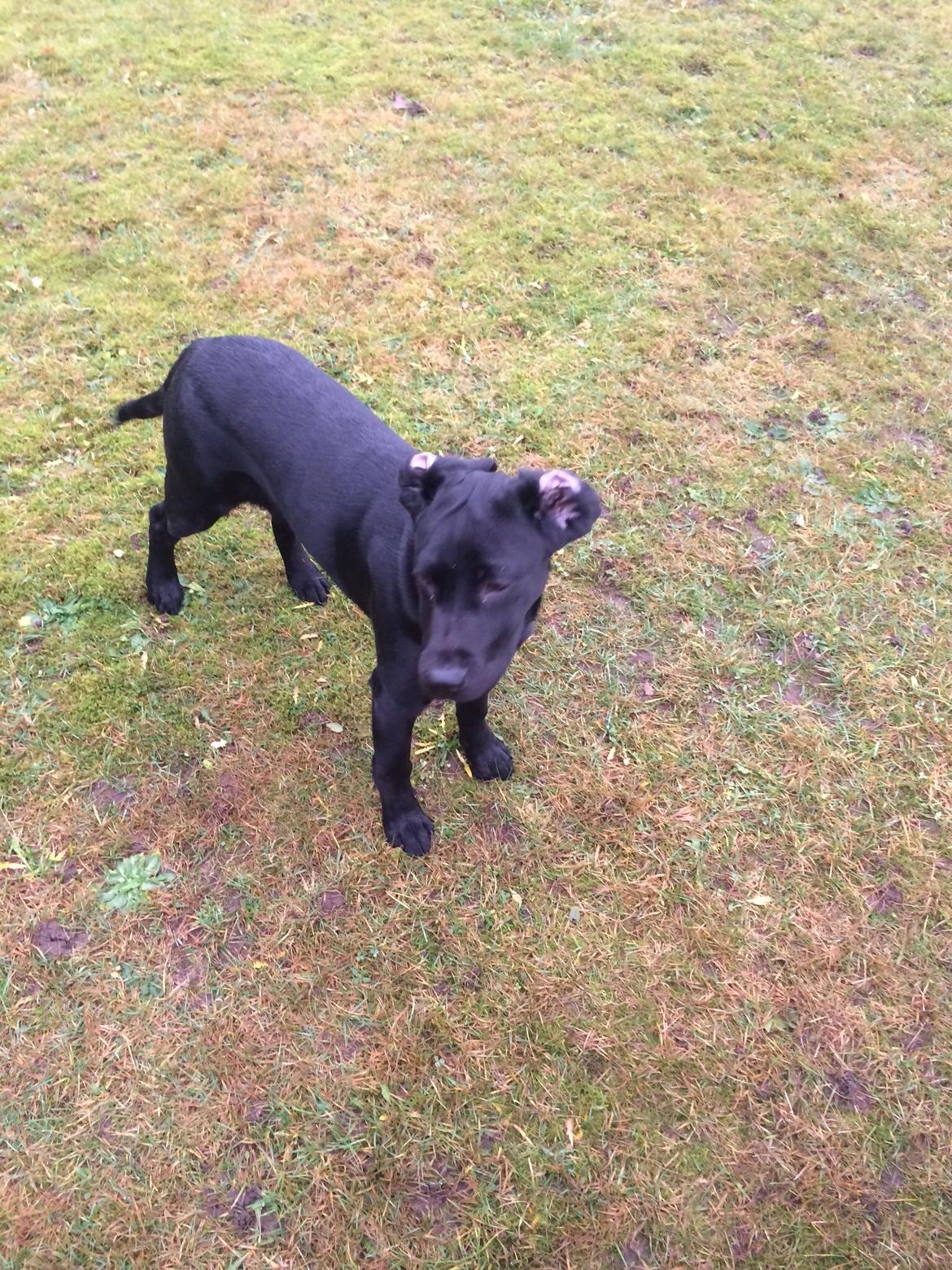 Labrador retriever Yoda billede 9