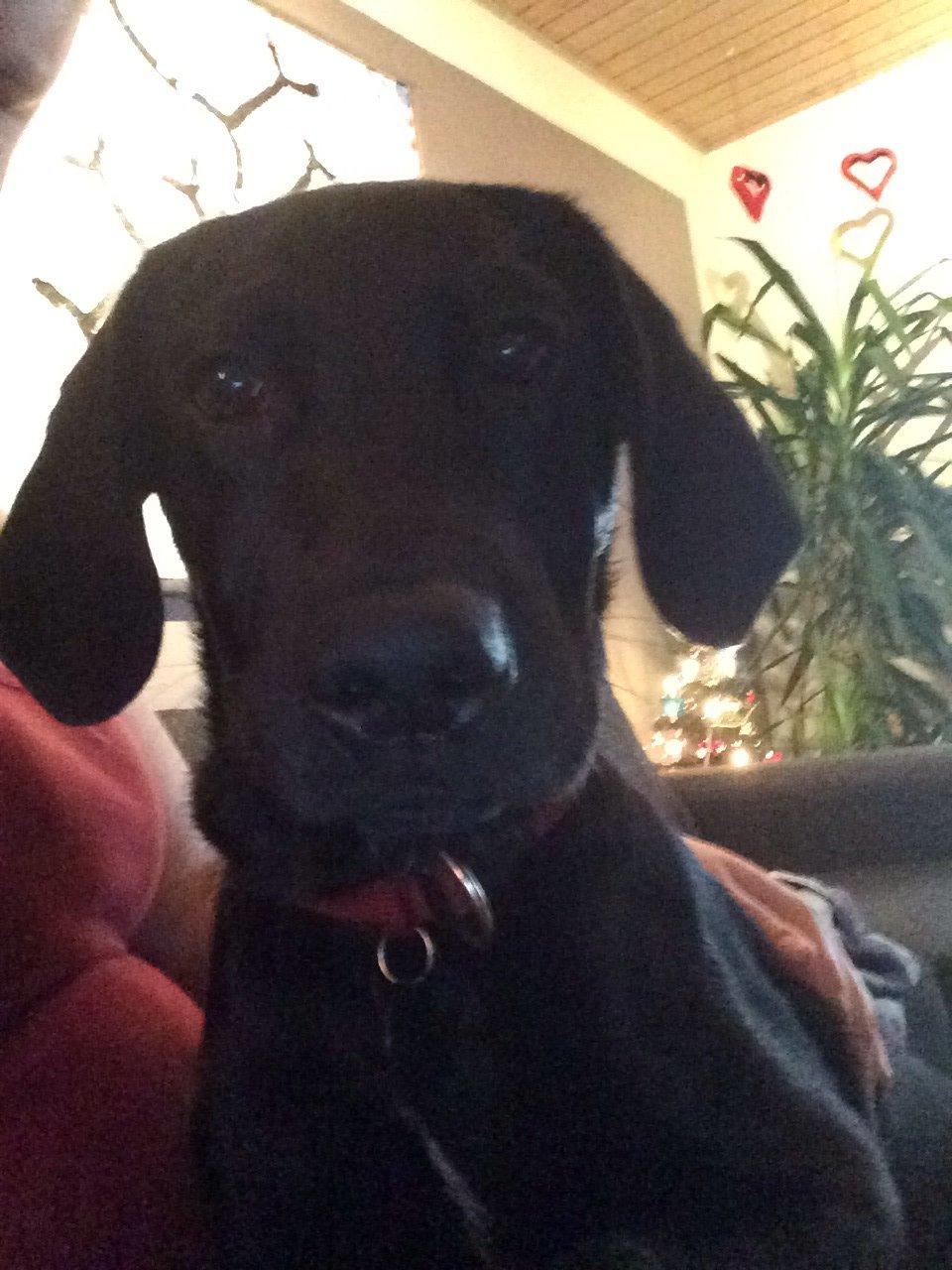 Labrador retriever Yoda billede 10