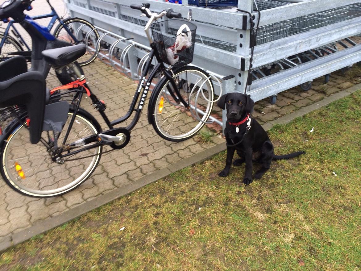 Labrador retriever Yoda billede 11